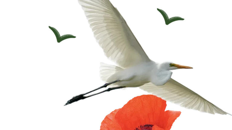 A white crane flies in the sky with a large, bright-red poppy beneath it in a collage layout.