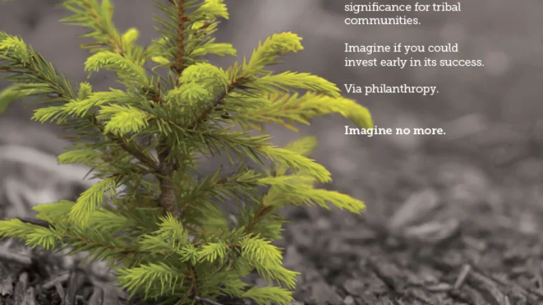 A sapling in sharp color against a monochrome background, with overlay text about a Venture Impact Program.