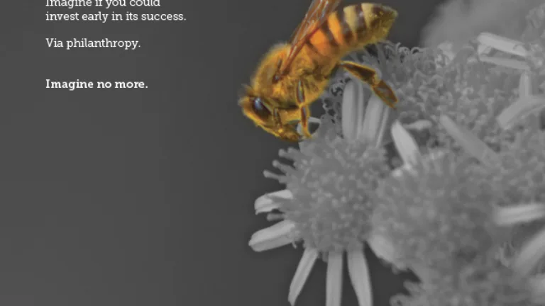 A bee on a grayscale flower with yellow highlights, alongside text for the Venture Impact Program from MCF.