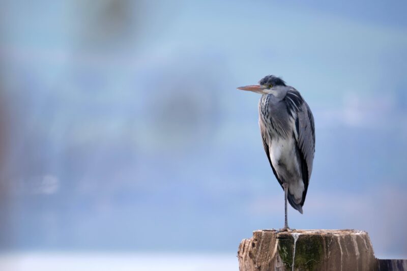 A Grey Heron with an orange beak standing on one leg on a wood piling against a blue blurred background