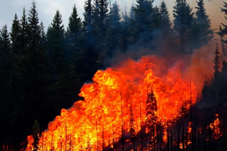 Image of a forest burning the Palisades fire in Los Angeles