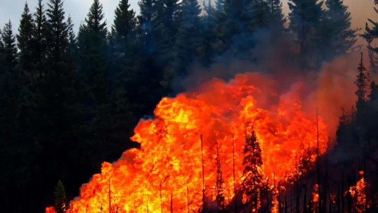 Image of a forest burning the Palisades fire in Los Angeles