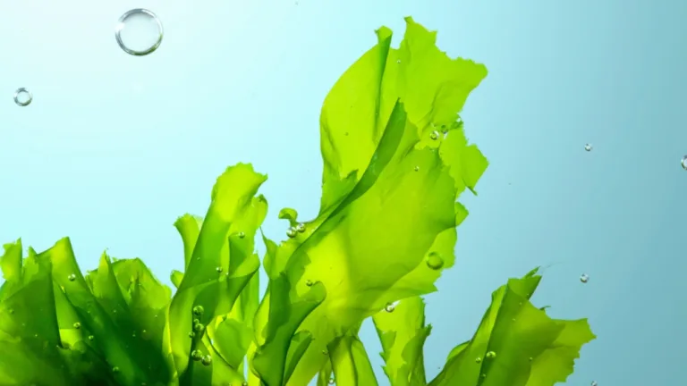 Bright green seaweed underwater. Bubbles floating upward