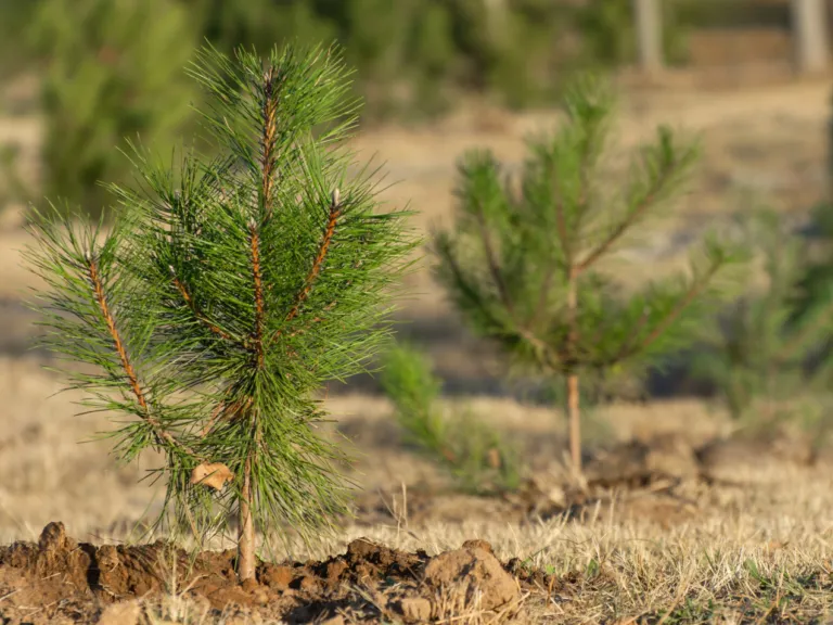 Young pine trees growing in a field with a blurred background.