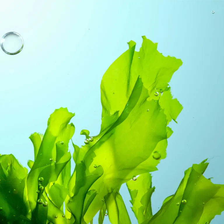 Green seaweed with bubbles against a blue background underwater.