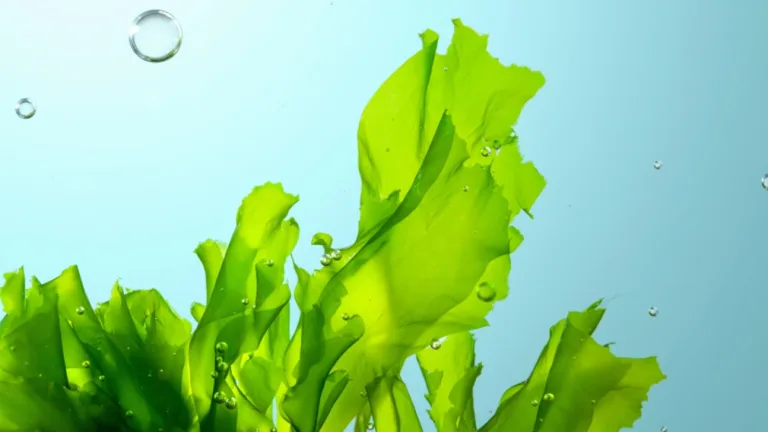 Bright green seaweed underwater surrounded by small bubbles