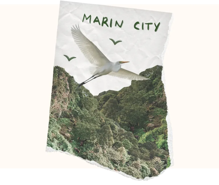 A torn paper with "MARIN CITY" text over a forest backdrop and a bird in flight.