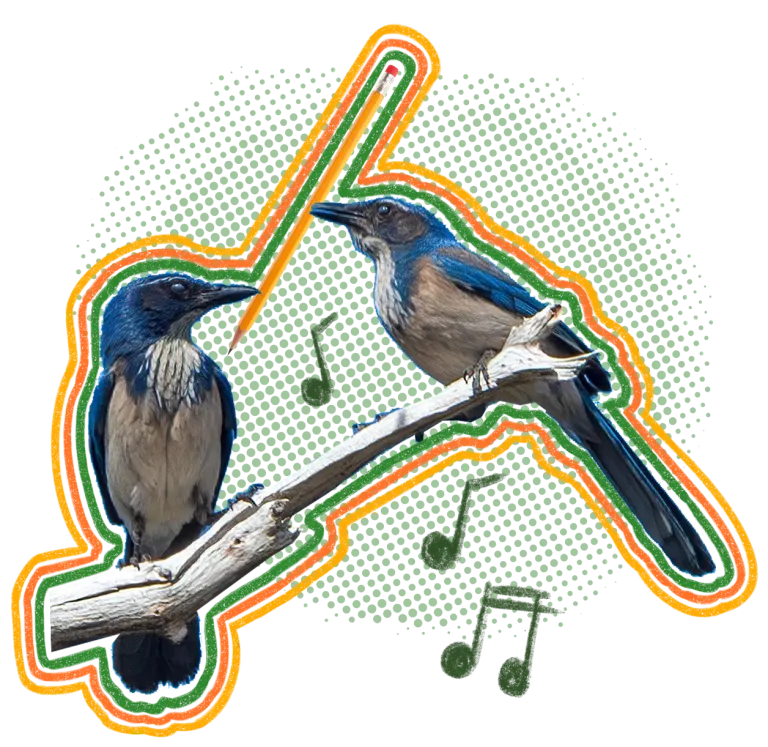Two blue jays sit on a branch surrounded by music notes, sharing a pencil in their mouths.