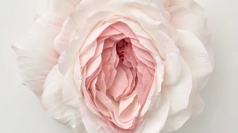 Close up photo of a pink rose