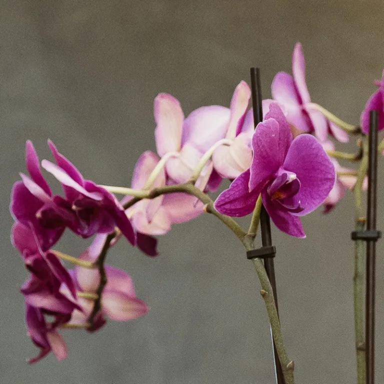 Purple orchid